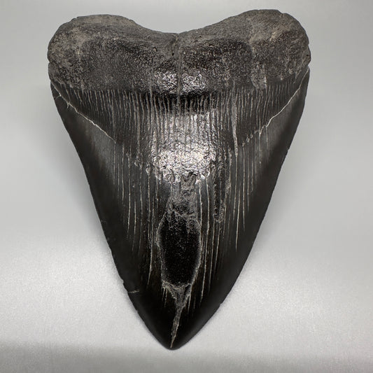 Dark colors 5.93" Fossil Megalodon Shark Tooth from Southeast, USA CM5074 - Front