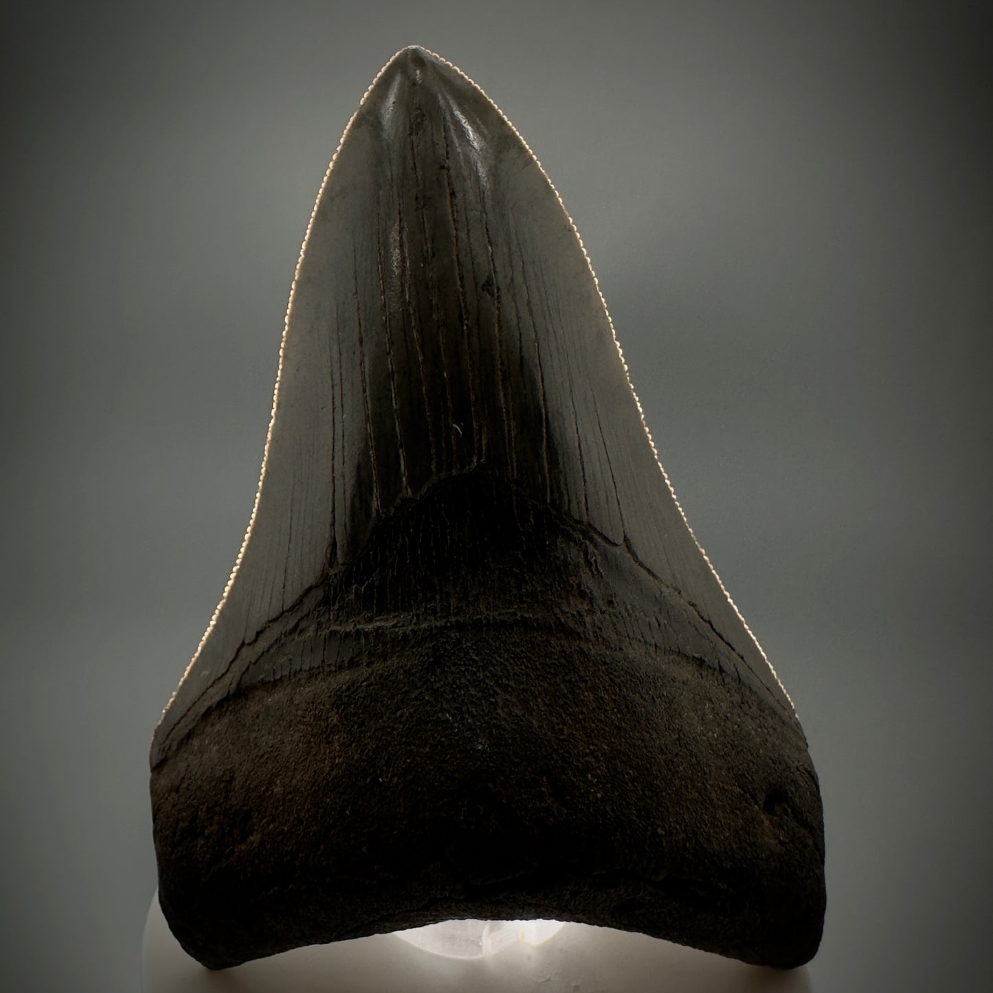 Collector's Quality Lower 4.04" Fossil Megalodon Tooth - South Carolina CM5286 - Front 2