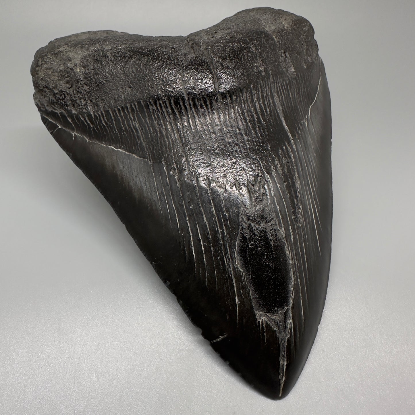 Dark colors 5.93" Fossil Megalodon Shark Tooth from Southeast, USA CM5074 - Front Left