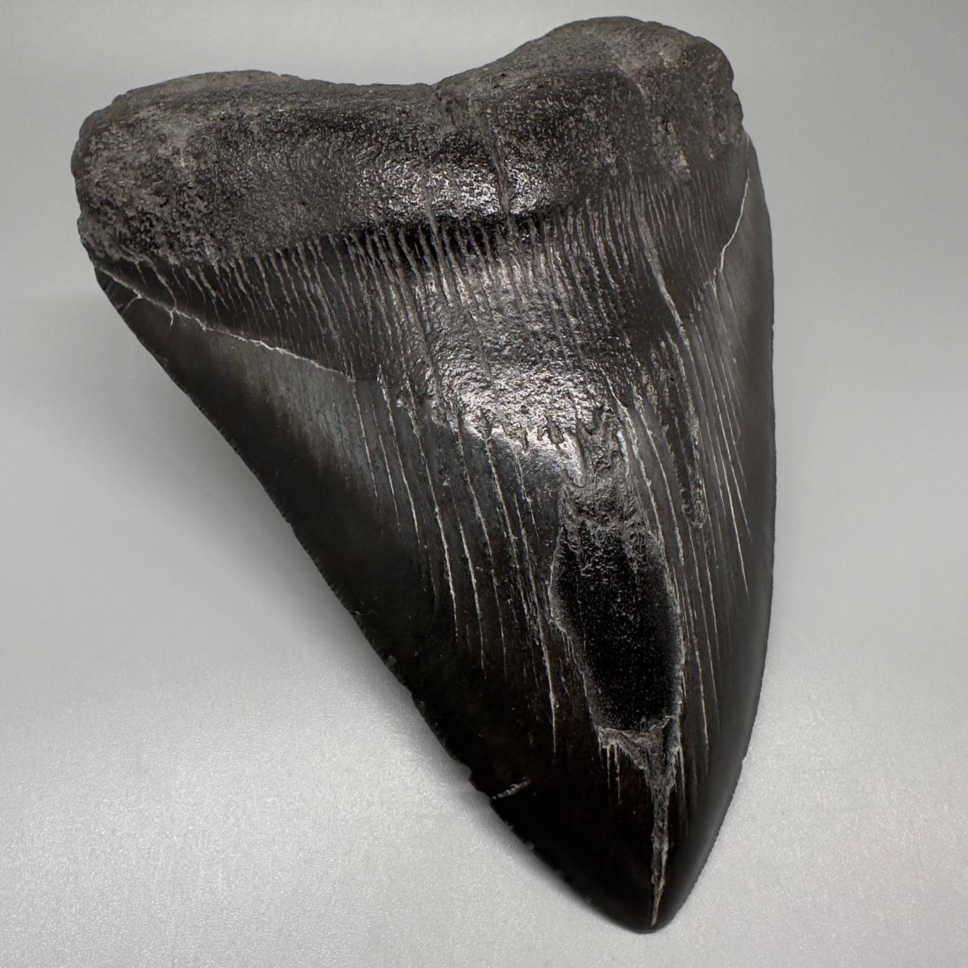 Dark colors 5.93" Fossil Megalodon Shark Tooth from Southeast, USA CM5074 - Front Left