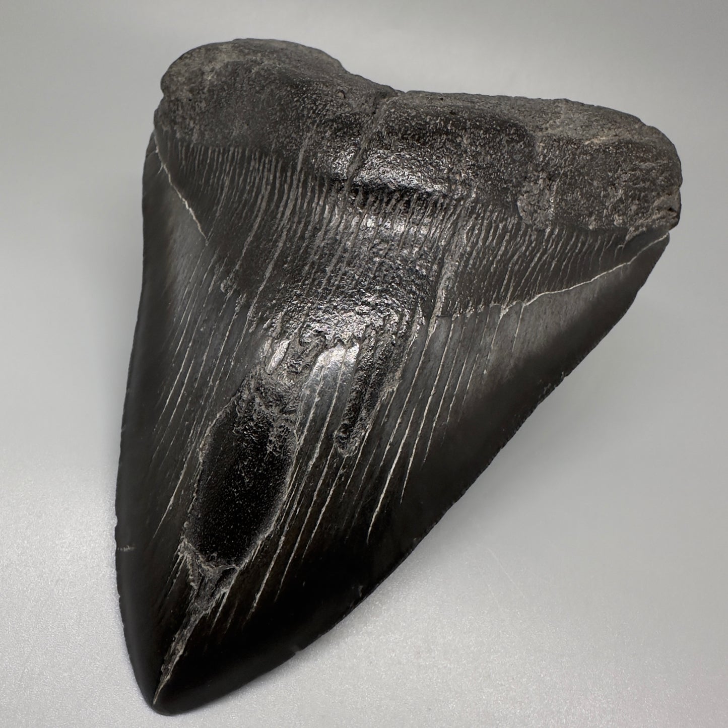 Dark colors 5.93" Fossil Megalodon Shark Tooth from Southeast, USA CM5074 - Front Right