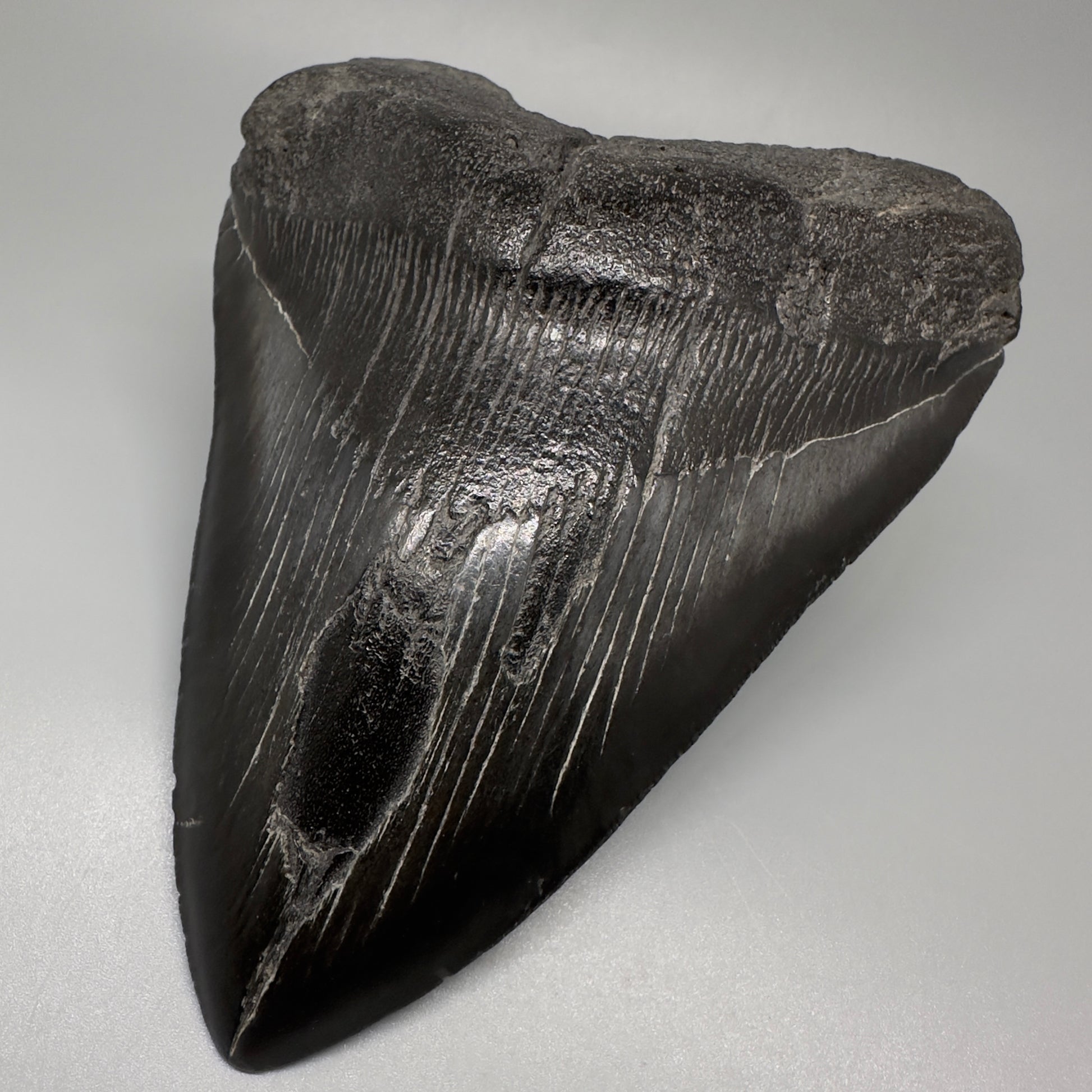 Dark colors 5.93" Fossil Megalodon Shark Tooth from Southeast, USA CM5074 - Front Right