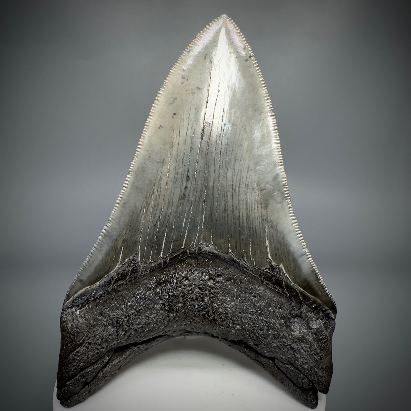 Collector's Quality Lower 4.04" Fossil Megalodon Tooth - South Carolina CM5286 - Back 