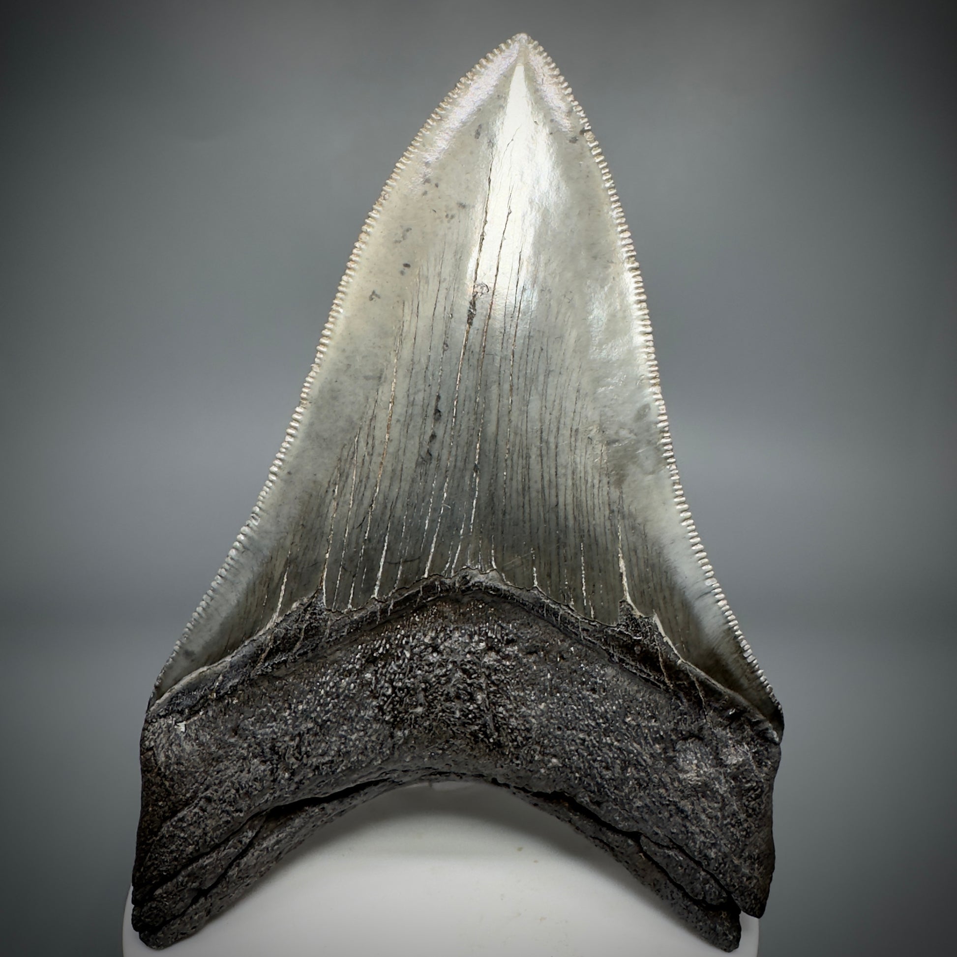 Collector's Quality Lower 4.04" Fossil Megalodon Tooth - South Carolina CM5286 - Back 
