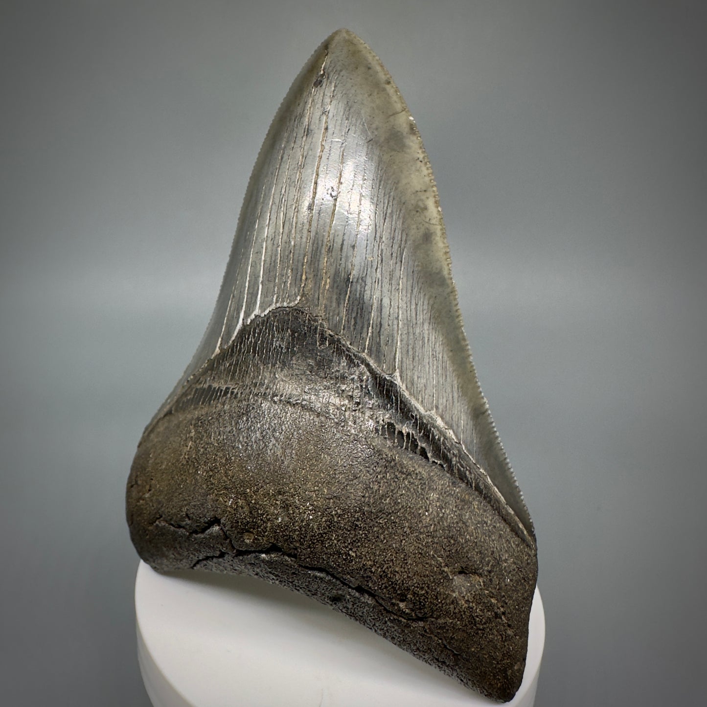Collector's Quality Lower 4.04" Fossil Megalodon Tooth - South Carolina CM5286 - Front Right