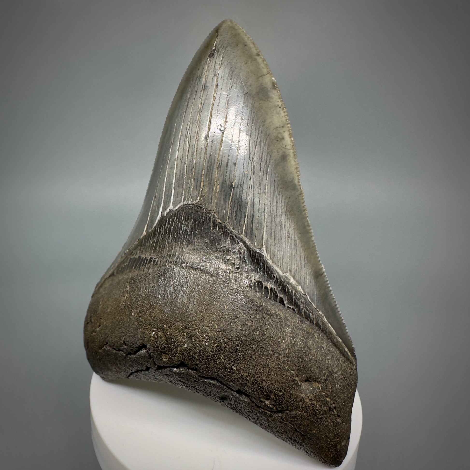 Collector's Quality Lower 4.04" Fossil Megalodon Tooth - South Carolina CM5286 - Front Right