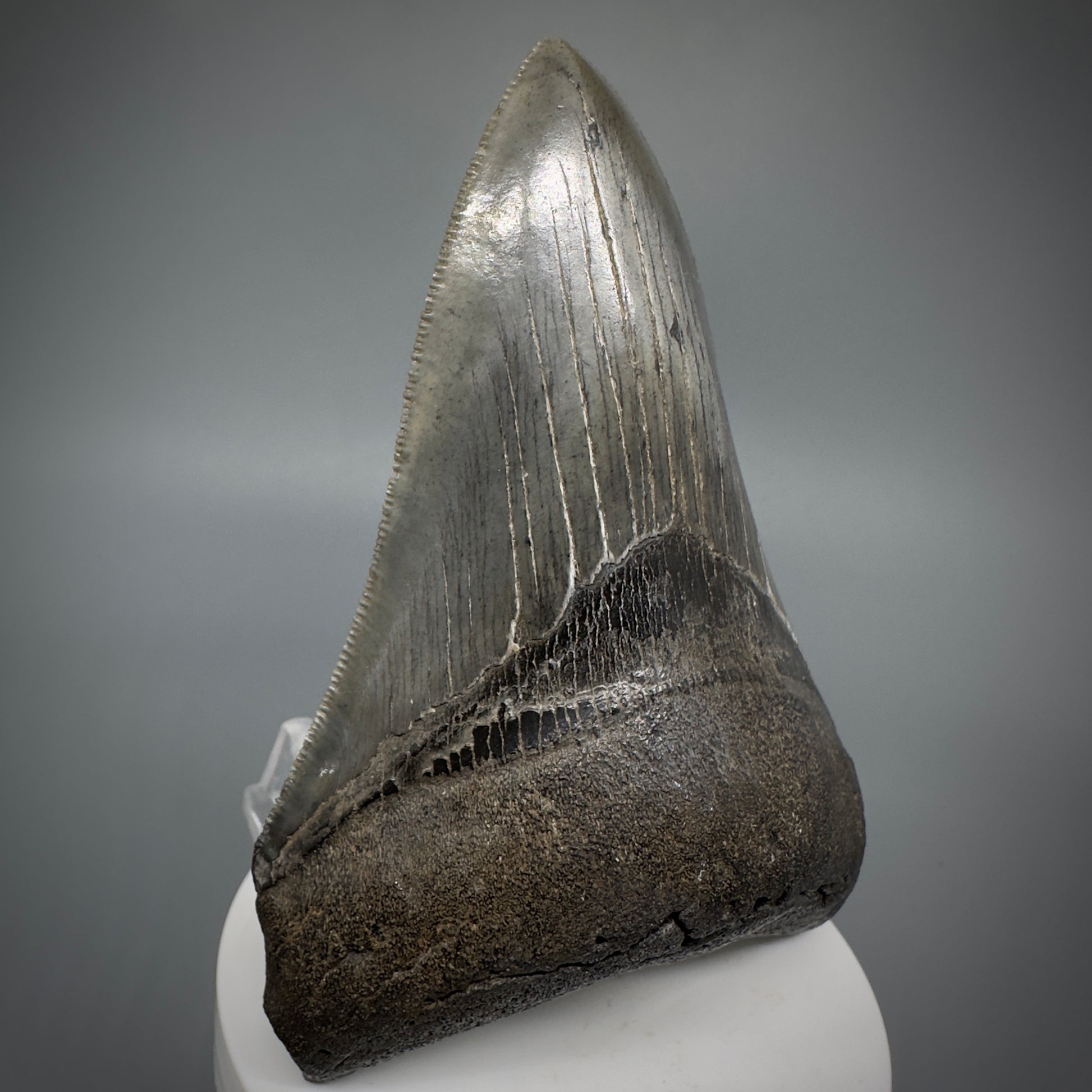 Collector's Quality Lower 4.04" Fossil Megalodon Tooth - South Carolina CM5286 - Front Left