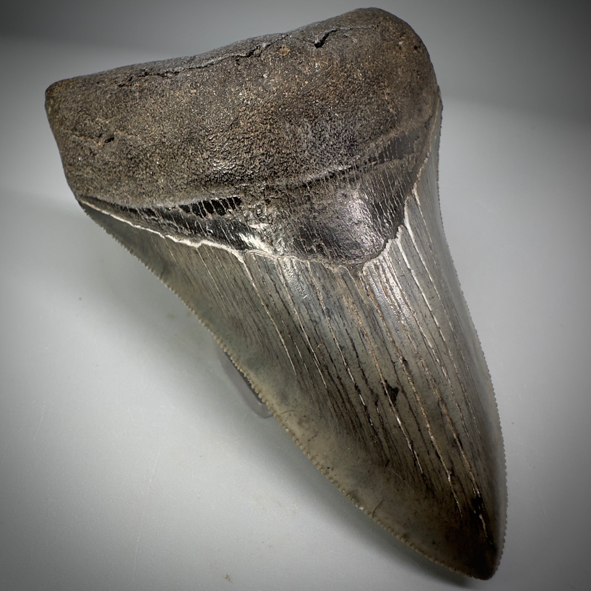 Collector's Quality Lower 4.04" Fossil Megalodon Tooth - South Carolina CM5286 - Front Left 1
