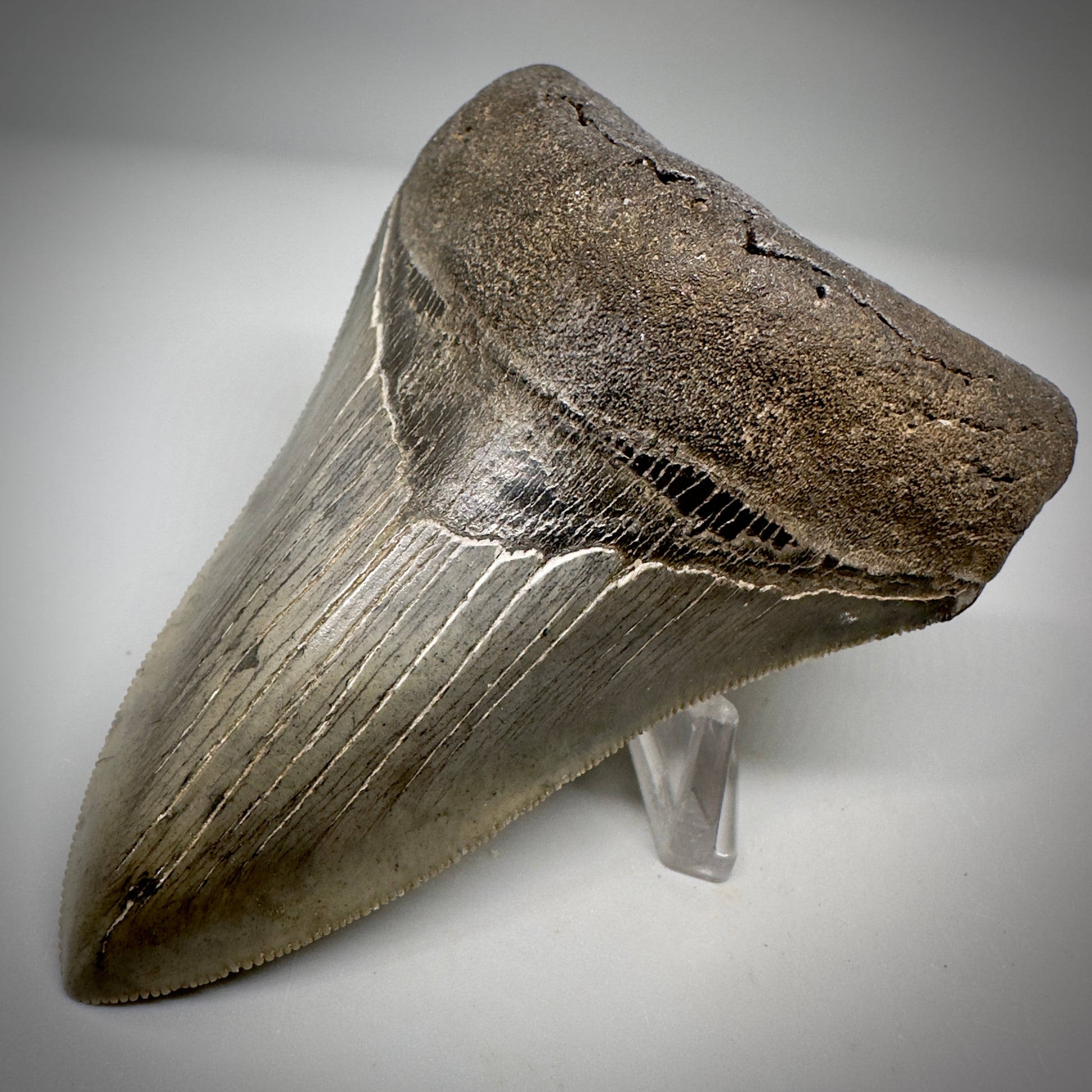 Collector's Quality Lower 4.04" Fossil Megalodon Tooth - South Carolina CM5286 - Front Right 2