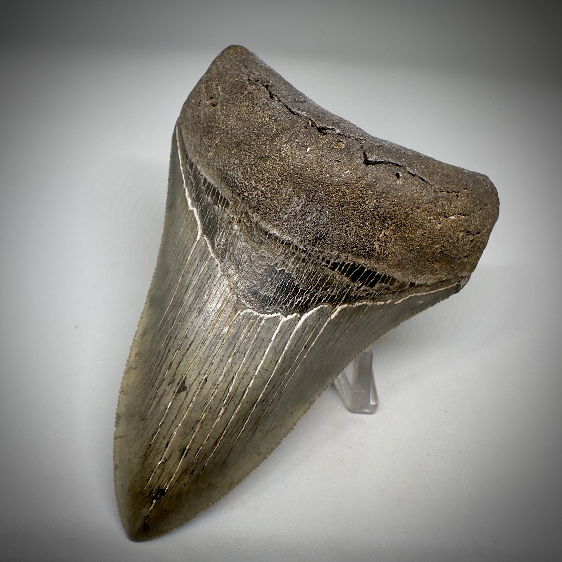 Collector's Quality Lower 4.04" Fossil Megalodon Tooth - South Carolina CM5286 - Front Right 3