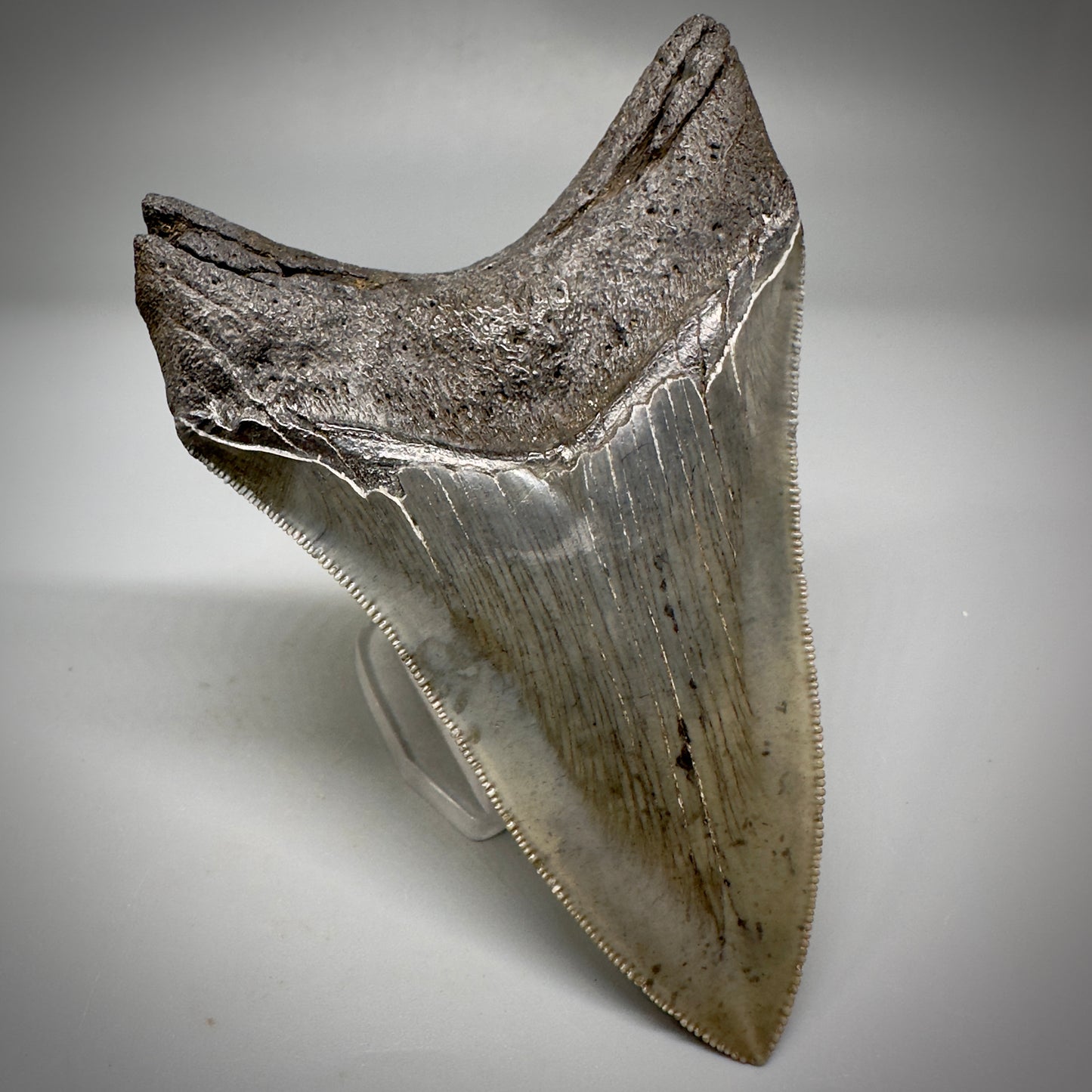 Collector's Quality Lower 4.04" Fossil Megalodon Tooth - South Carolina CM5286 - Back Left