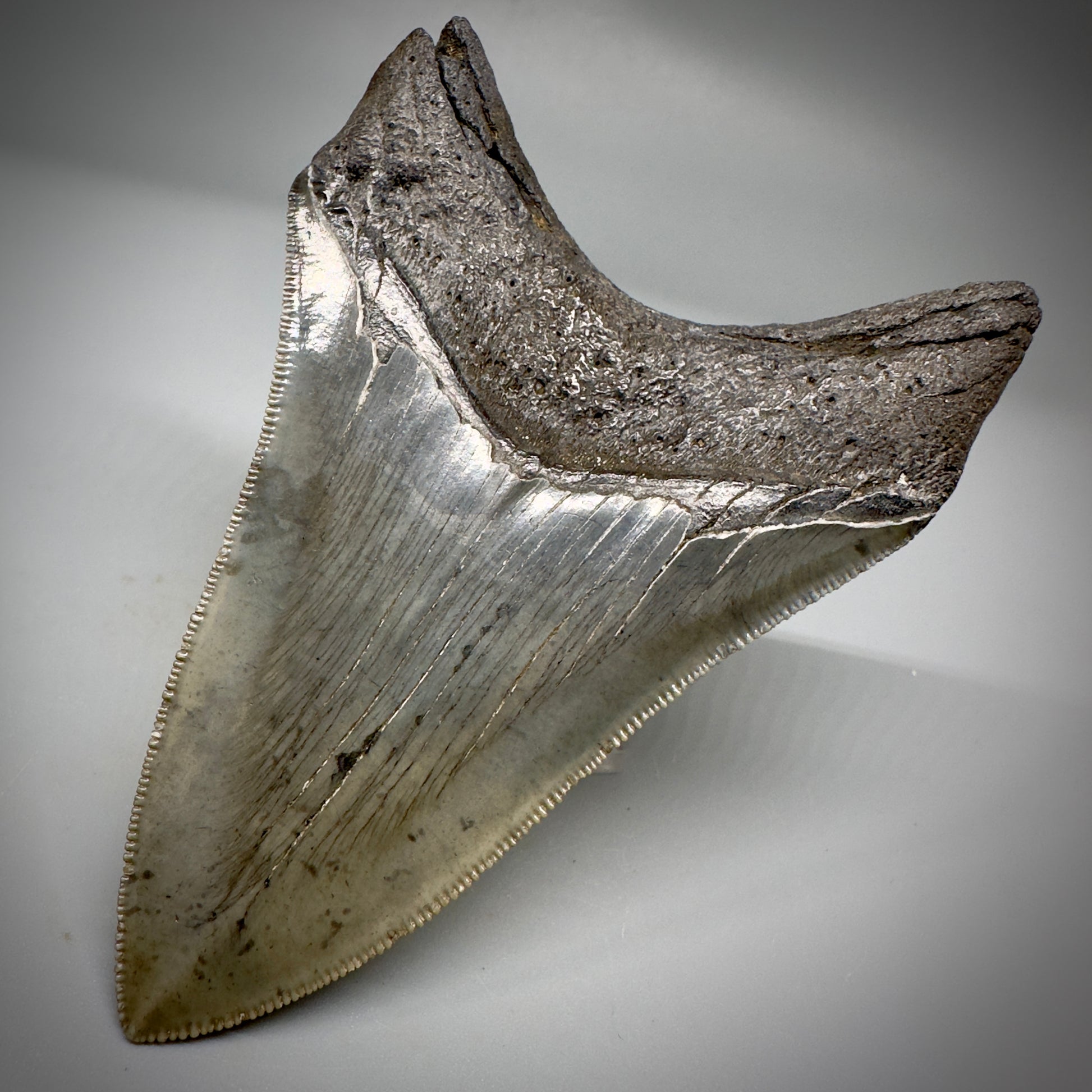Collector's Quality Lower 4.04" Fossil Megalodon Tooth - South Carolina CM5286 - Back Right