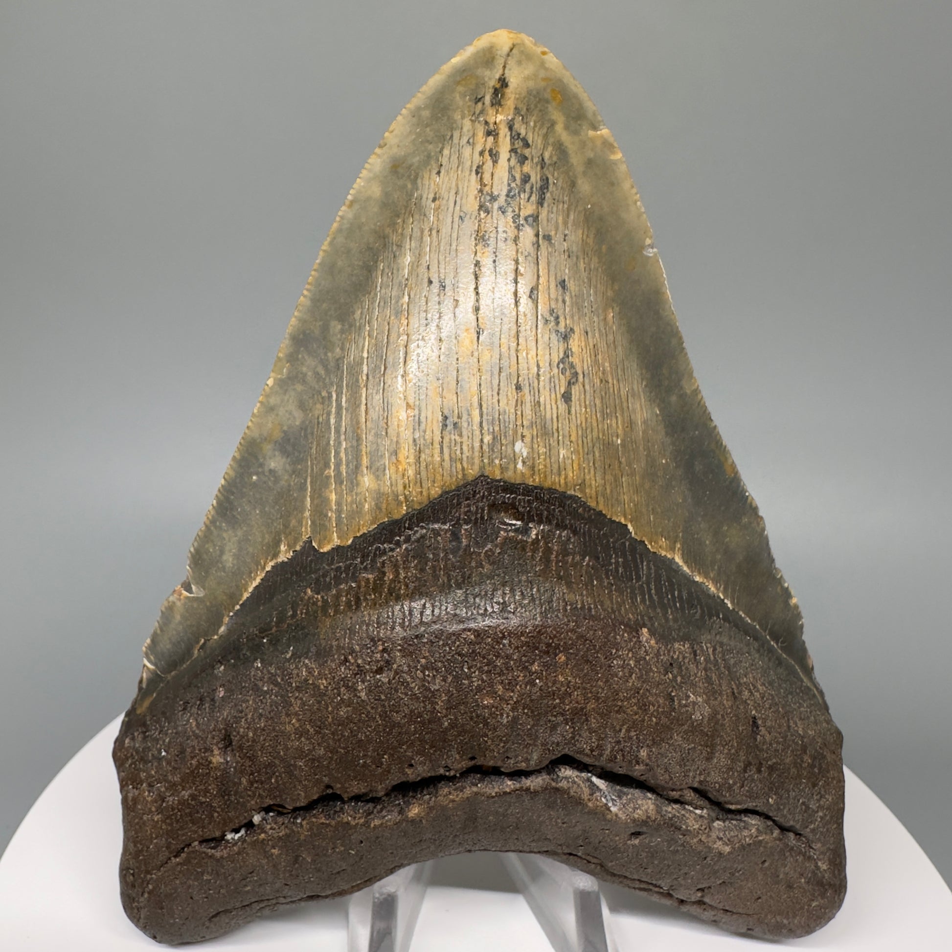 Green and orange 5.19" Fossil Megalodon Tooth - North Carolina CM5068 - Front