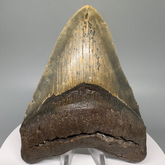 Green and orange 5.19" Fossil Megalodon Tooth - North Carolina CM5068 - Front