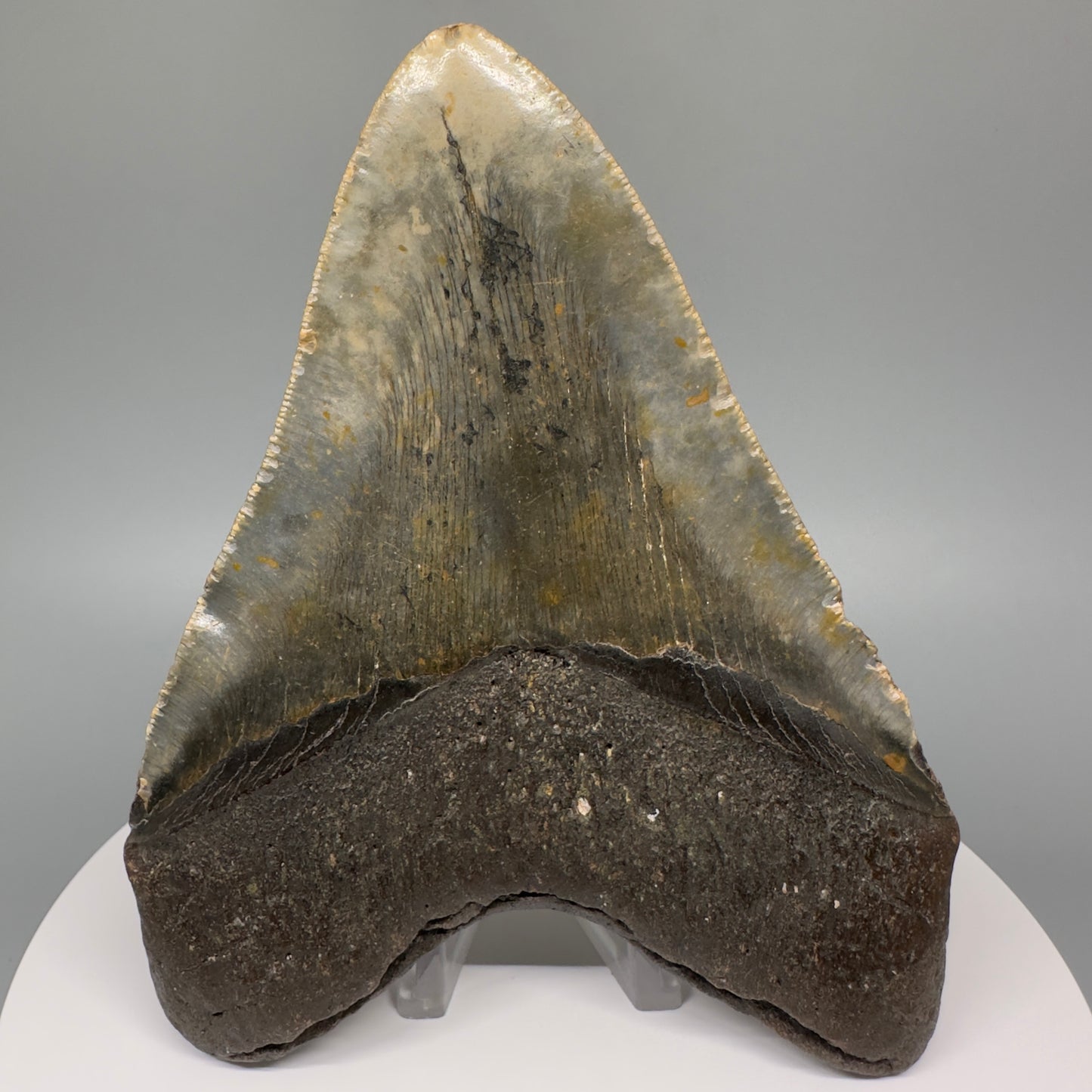Green and orange 5.19" Fossil Megalodon Tooth - North Carolina CM5068 - Back