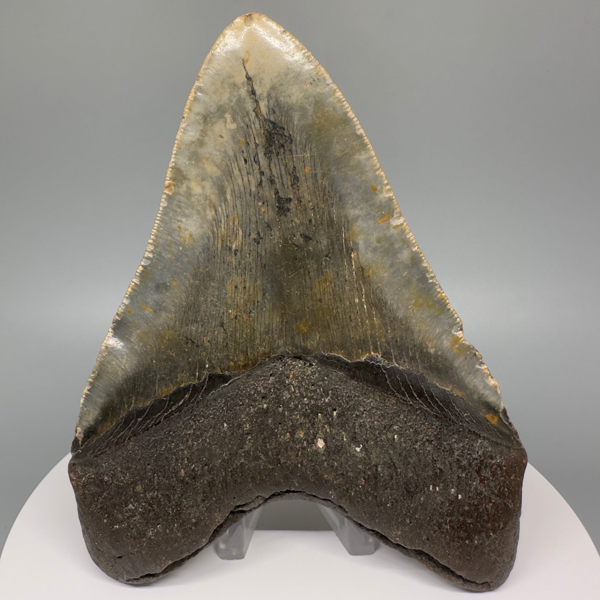 Green and orange 5.19" Fossil Megalodon Tooth - North Carolina CM5068 - Back