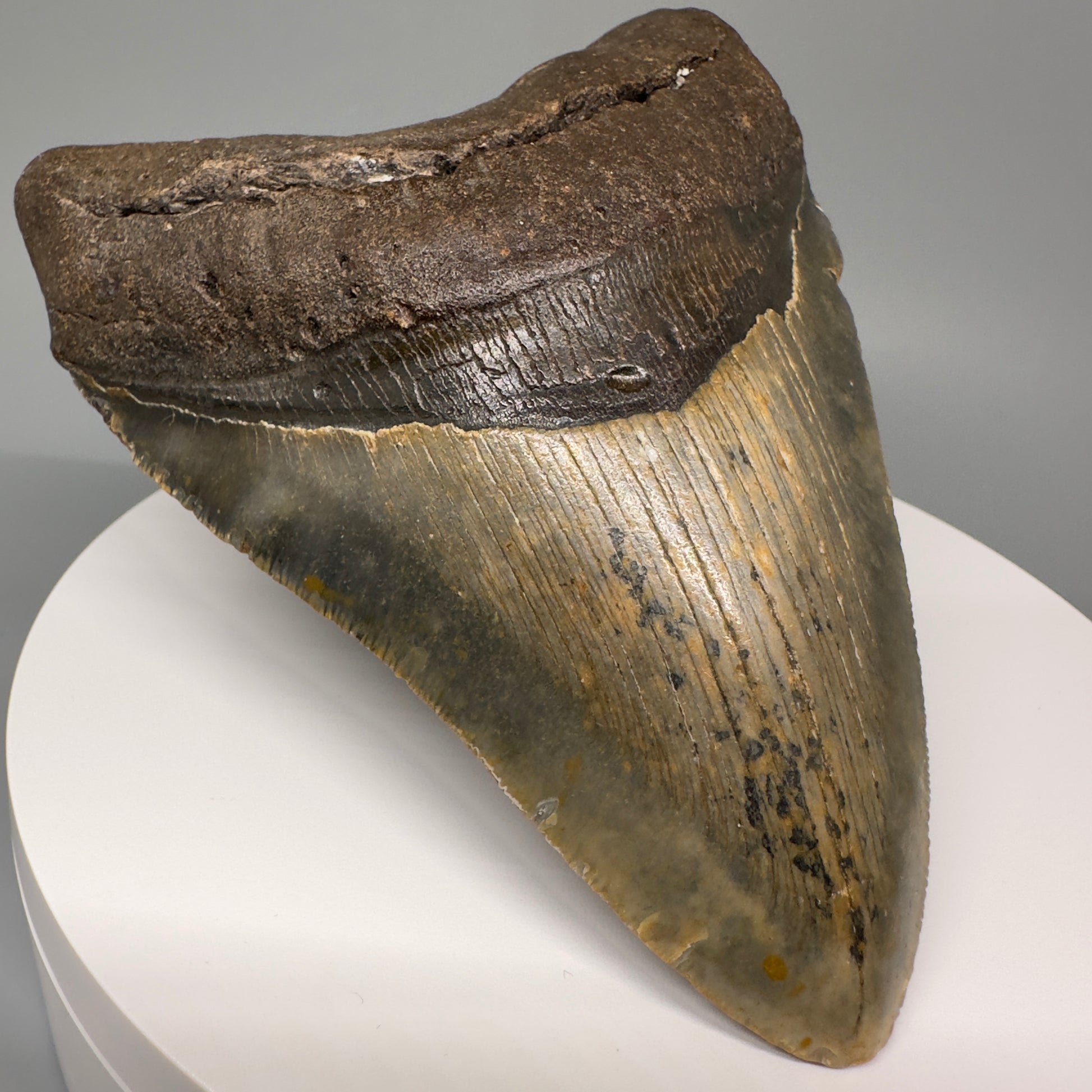Green and orange 5.19" Fossil Megalodon Tooth - North Carolina CM5068 - Front Left