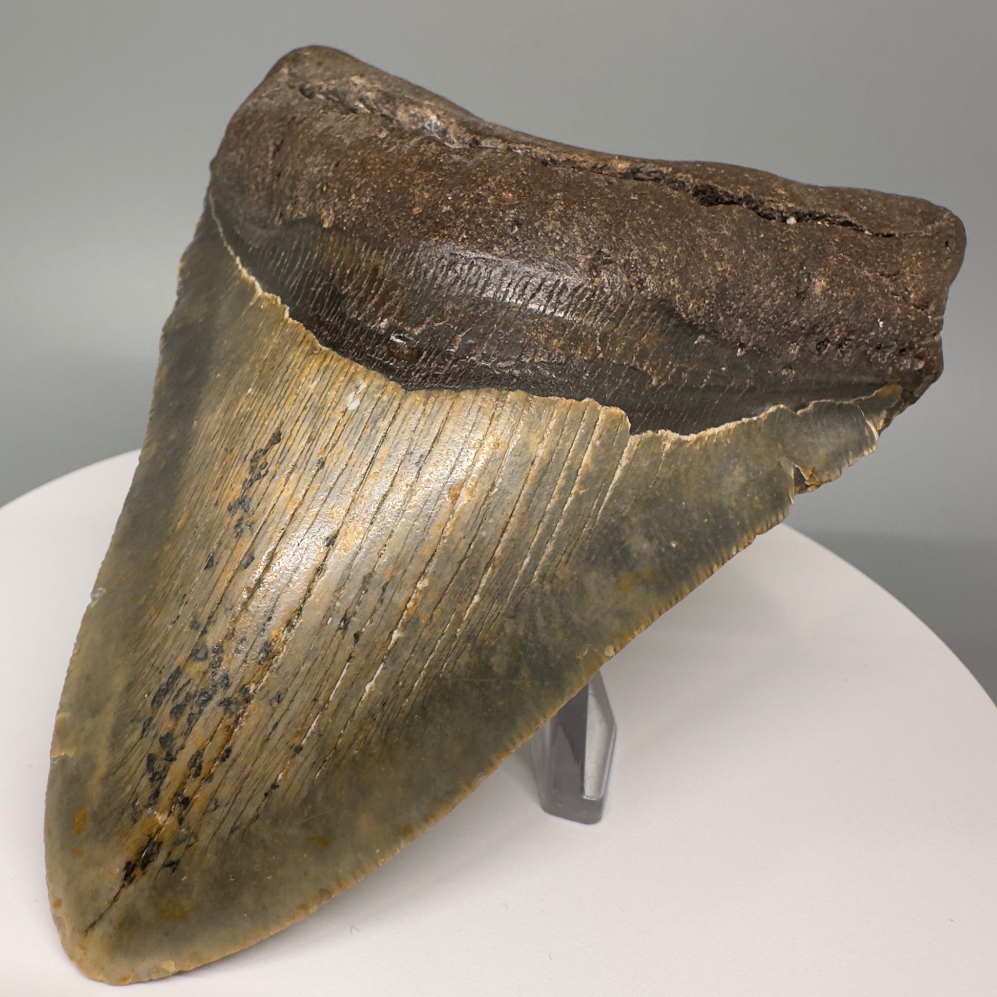 Green and orange 5.19" Fossil Megalodon Tooth - North Carolina CM5068 - Front Right