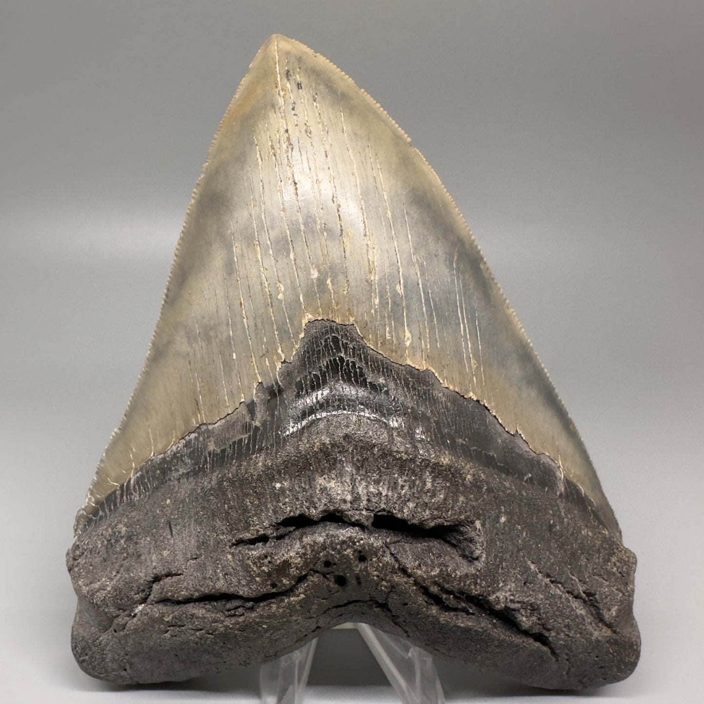 LARGE, serrated 5.79" Fossil Megalodon Tooth - Wilmington North Carolina CM5071 - Front 1