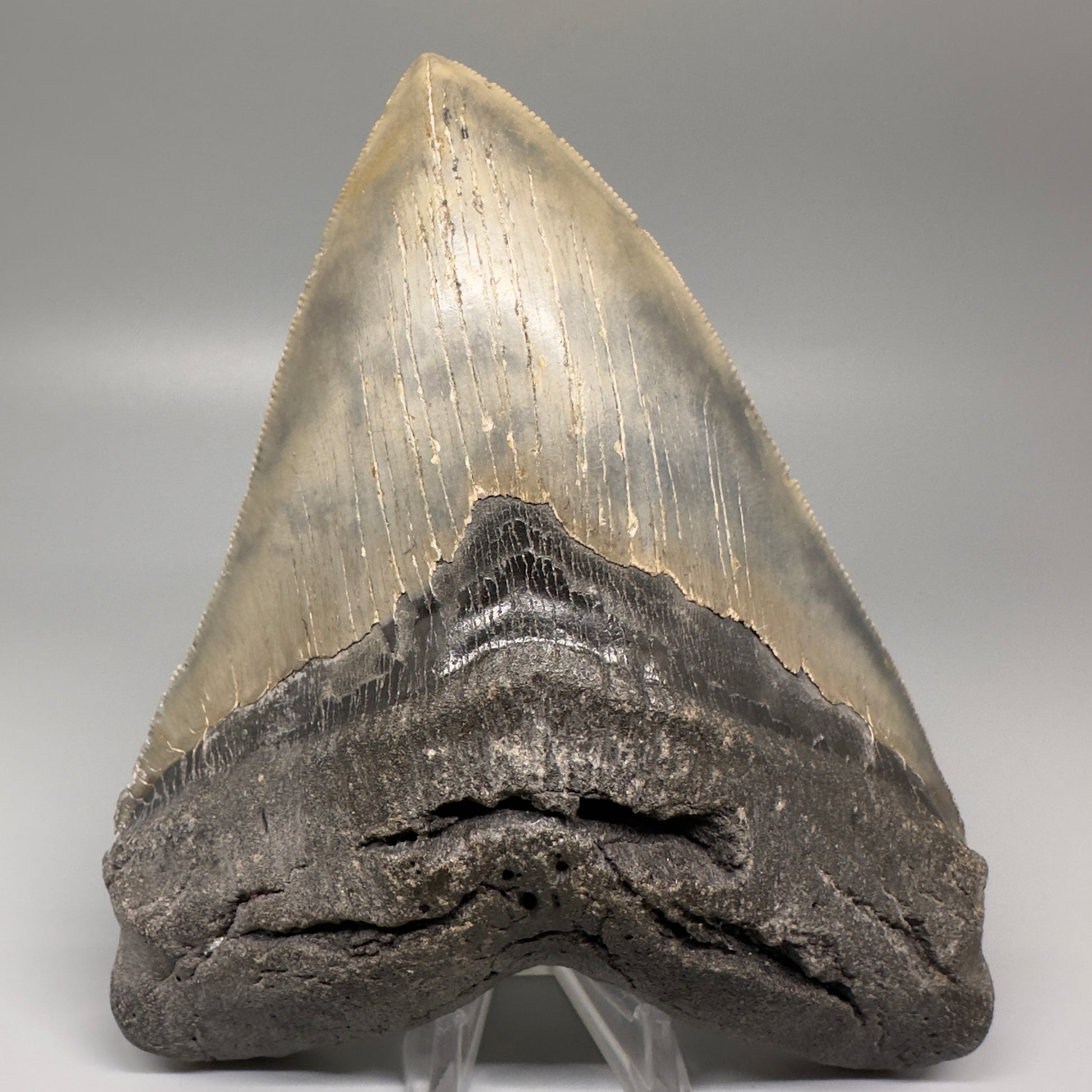 LARGE, serrated 5.79" Fossil Megalodon Tooth - Wilmington North Carolina CM5071 - Front 1