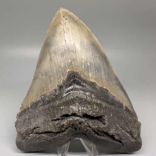 LARGE, serrated 5.79" Fossil Megalodon Tooth - Wilmington North Carolina CM5071 - Front 1