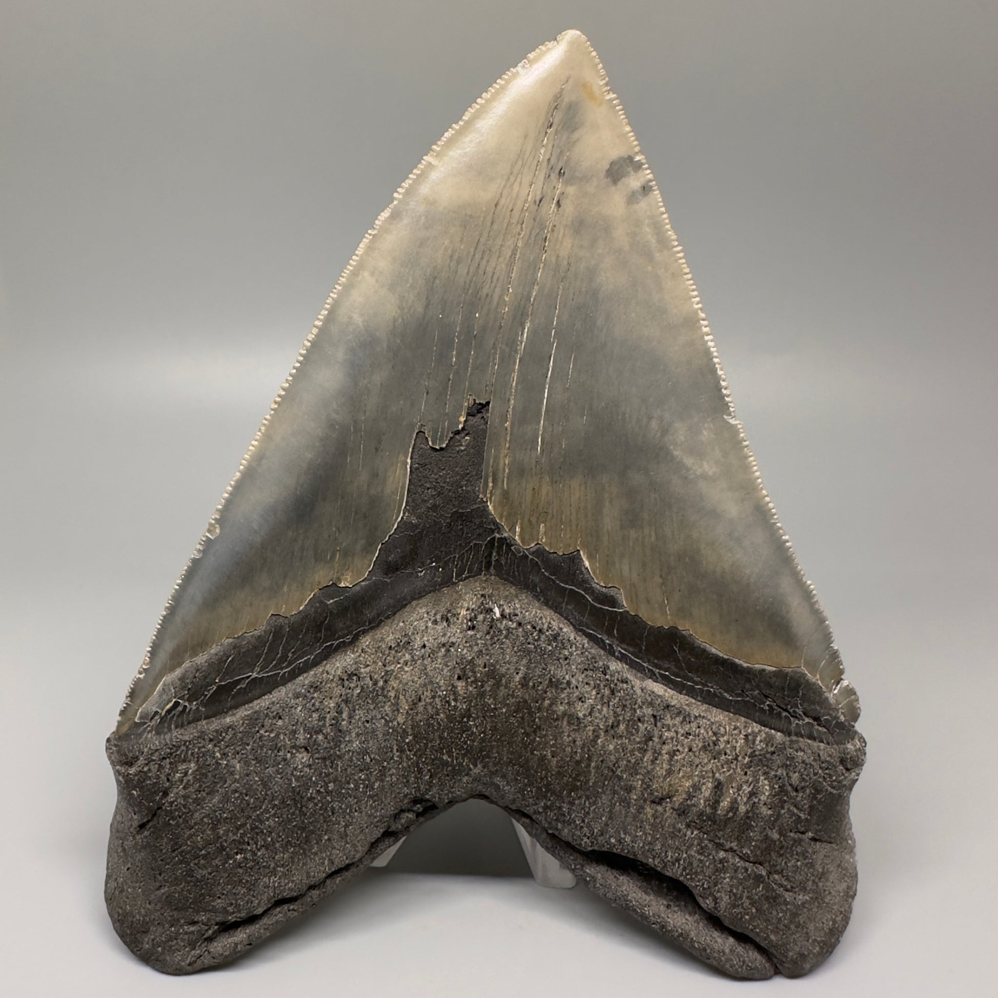 LARGE, serrated 5.79" Fossil Megalodon Tooth - Wilmington North Carolina CM5071 - Back 