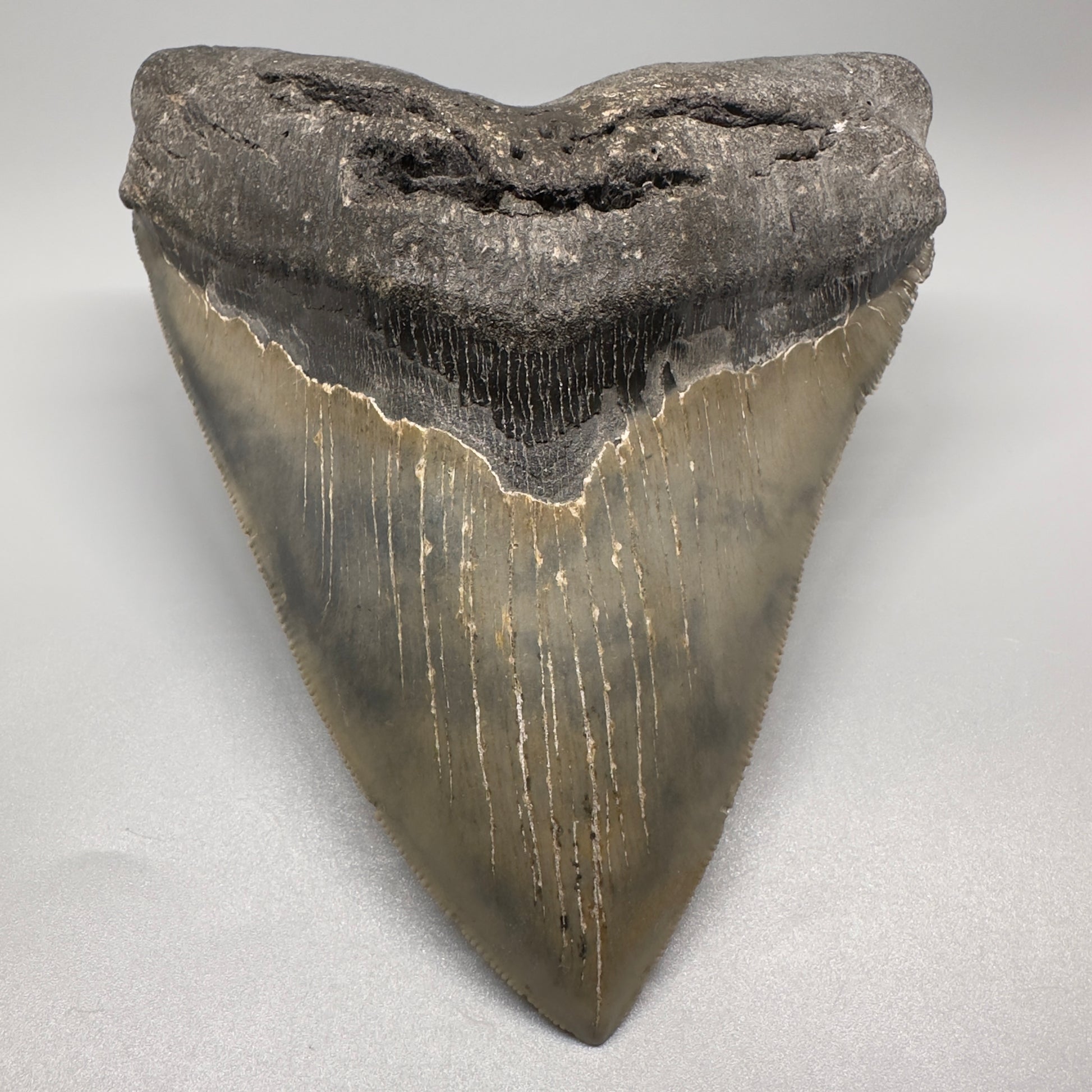 LARGE, serrated 5.79" Fossil Megalodon Tooth - Wilmington North Carolina CM5071 - Front