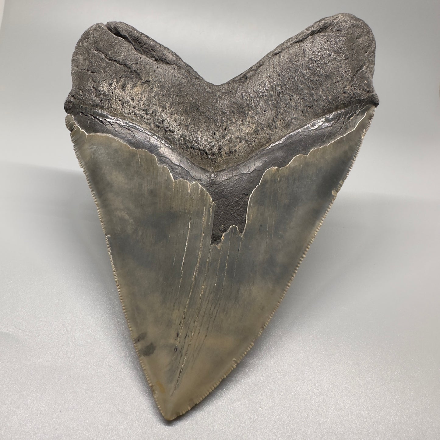 LARGE, serrated 5.79" Fossil Megalodon Tooth - Wilmington North Carolina CM5071 - Back 1