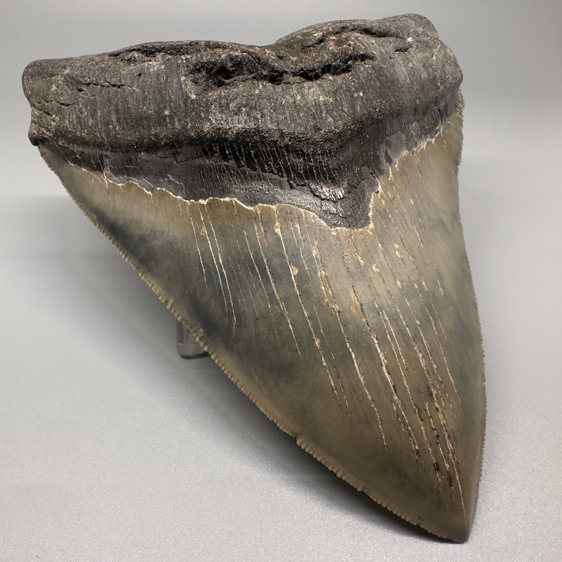 LARGE, serrated 5.79" Fossil Megalodon Tooth - Wilmington North Carolina CM5071 - Front Left