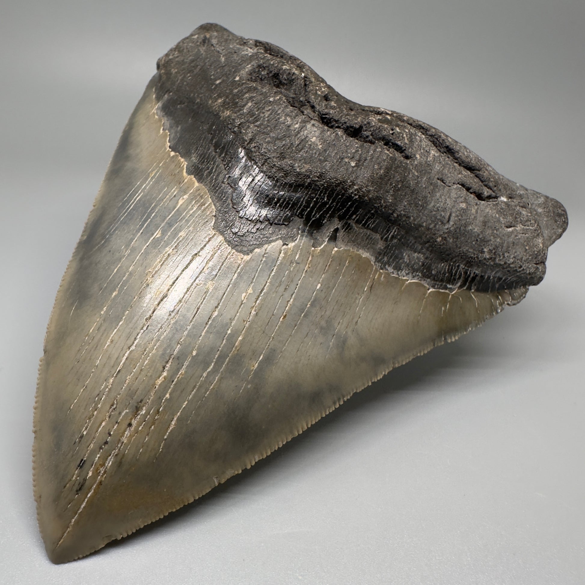 LARGE, serrated 5.79" Fossil Megalodon Tooth - Wilmington North Carolina CM5071 - Front Right