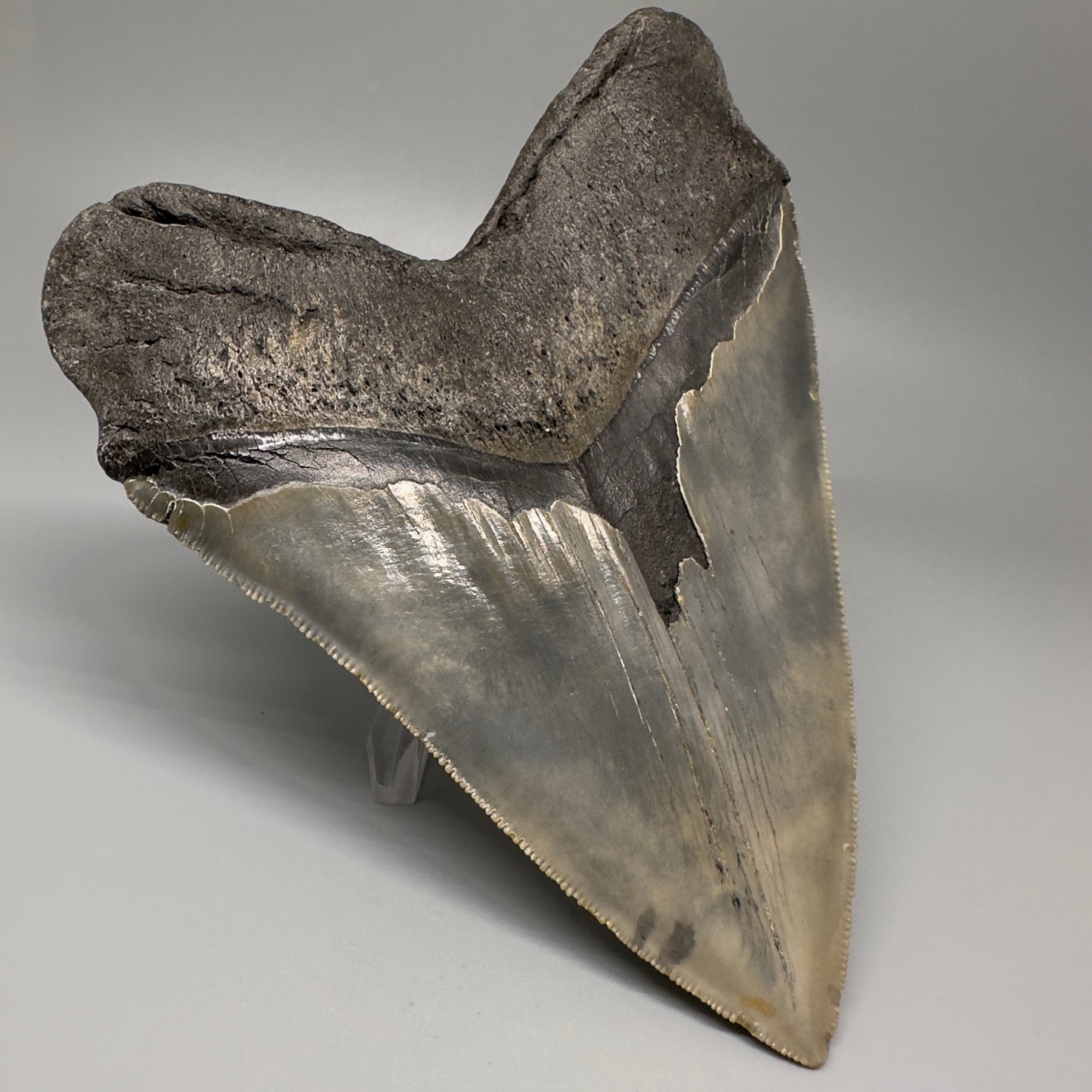 LARGE, serrated 5.79" Fossil Megalodon Tooth - Wilmington North Carolina CM5071 - Back Left