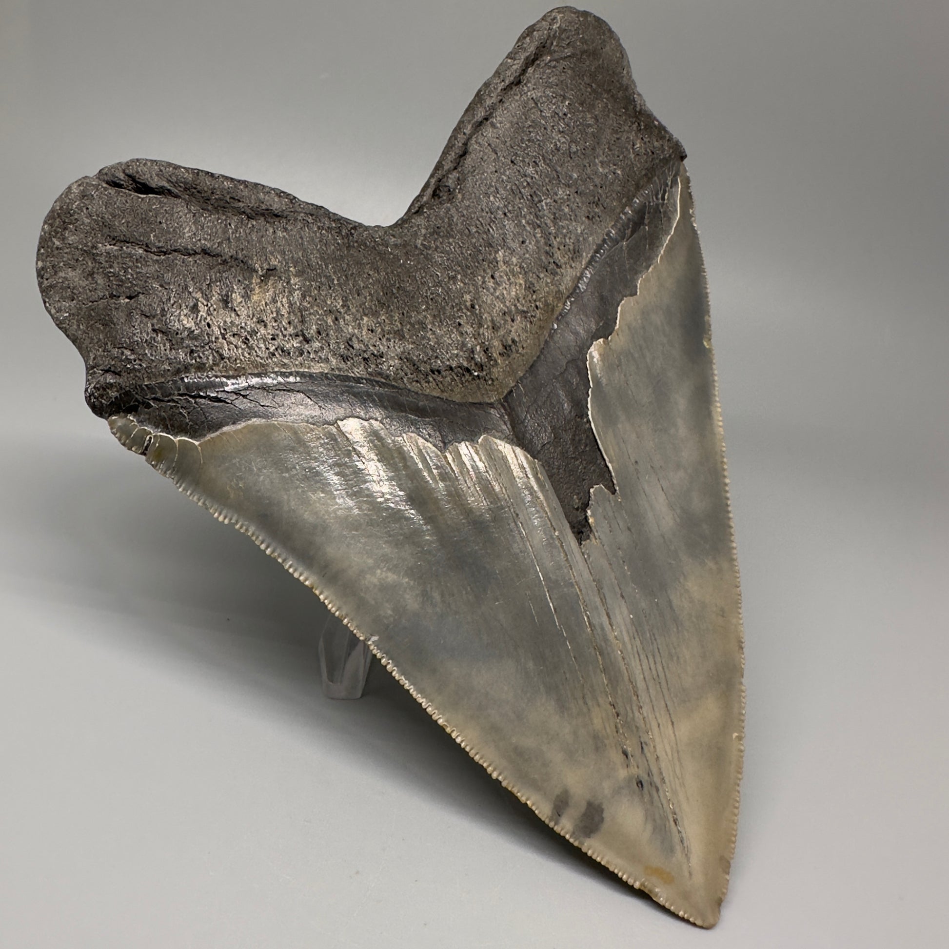 LARGE, serrated 5.79" Fossil Megalodon Tooth - Wilmington North Carolina CM5071 - Back Left