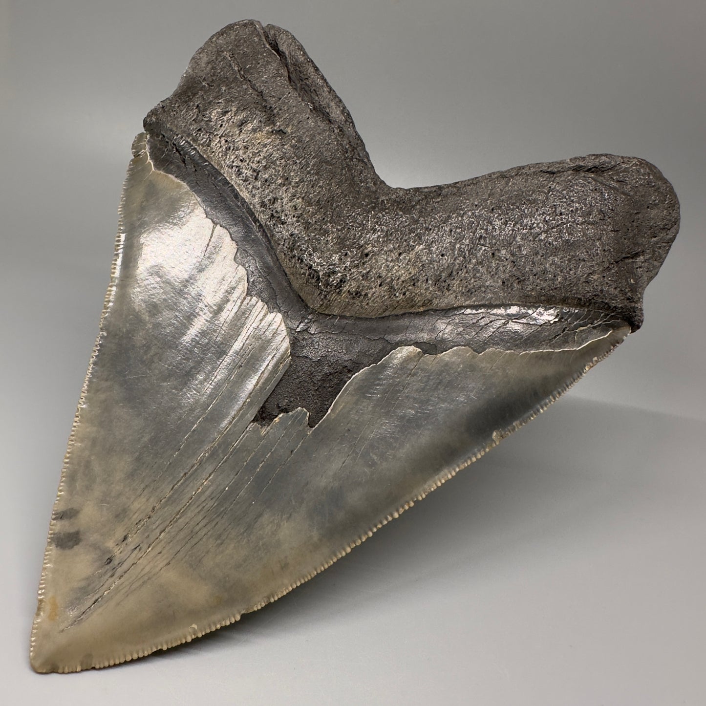 LARGE, serrated 5.79" Fossil Megalodon Tooth - Wilmington North Carolina CM5071 - Back Right