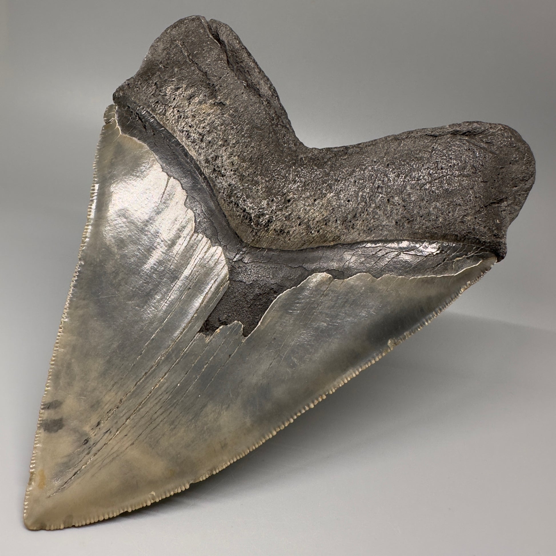 LARGE, serrated 5.79" Fossil Megalodon Tooth - Wilmington North Carolina CM5071 - Back Right