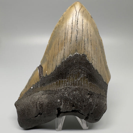 LARGE, serrated 5.72" Fossil Megalodon Tooth - Wilmington North Carolina CM5070 - Front