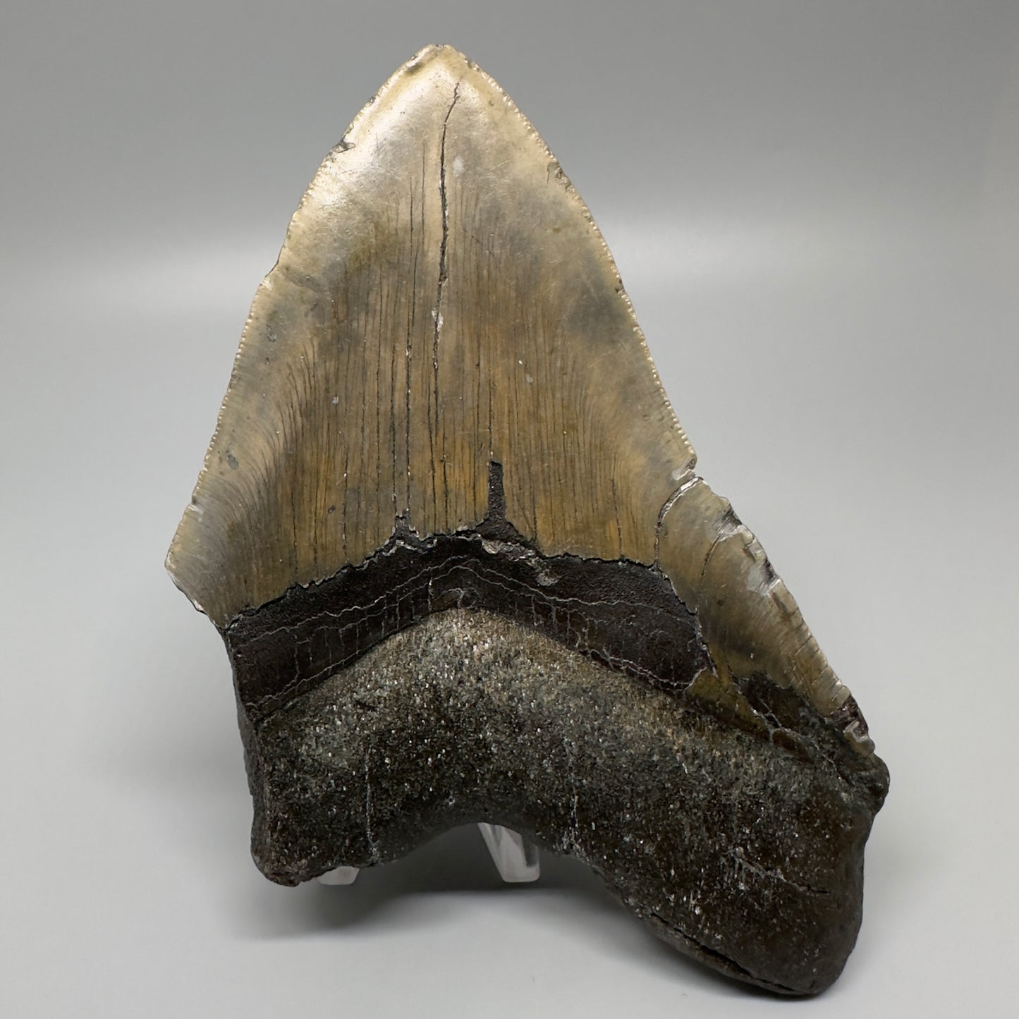 LARGE, serrated 5.72" Fossil Megalodon Tooth - Wilmington North Carolina CM5070 - Back