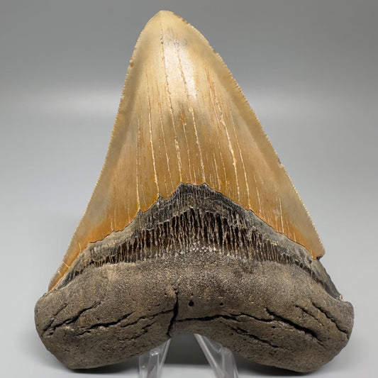 Colorful, serrated 5.65" Fossil Megalodon Tooth - Wilmington North Carolina