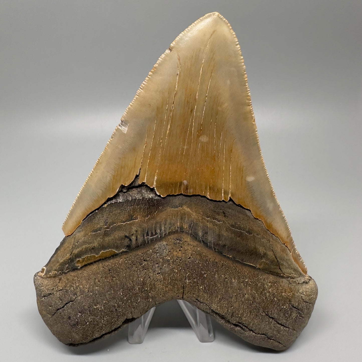 Colorful, serrated 5.65" Fossil Megalodon Tooth - Wilmington North Carolina