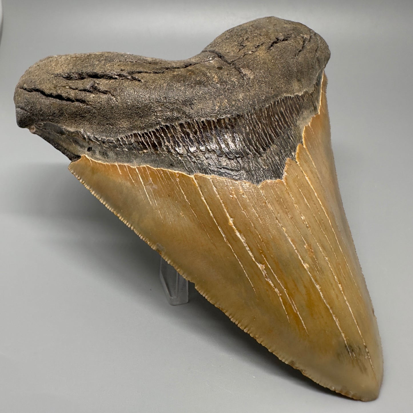 Colorful, serrated 5.65" Fossil Megalodon Tooth - Wilmington North Carolina