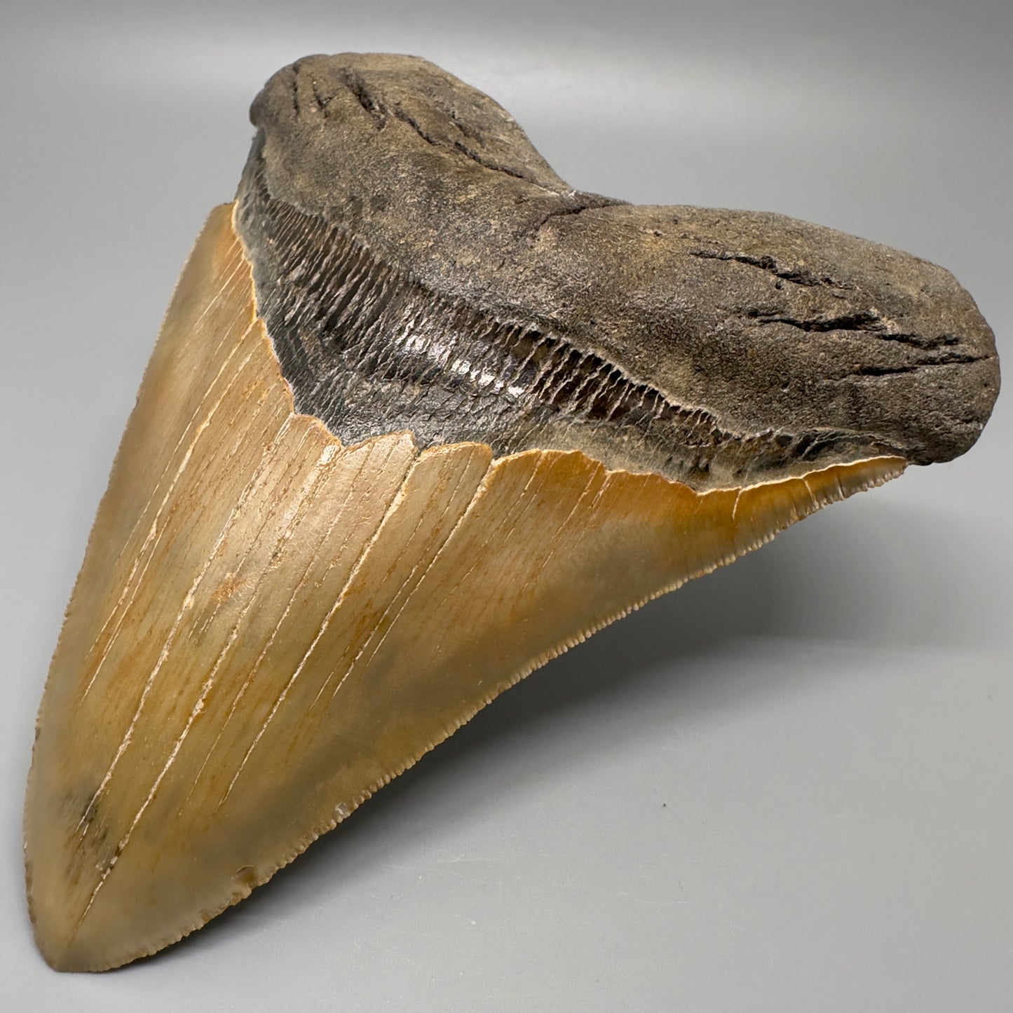 Colorful, serrated 5.65" Fossil Megalodon Tooth - Wilmington North Carolina