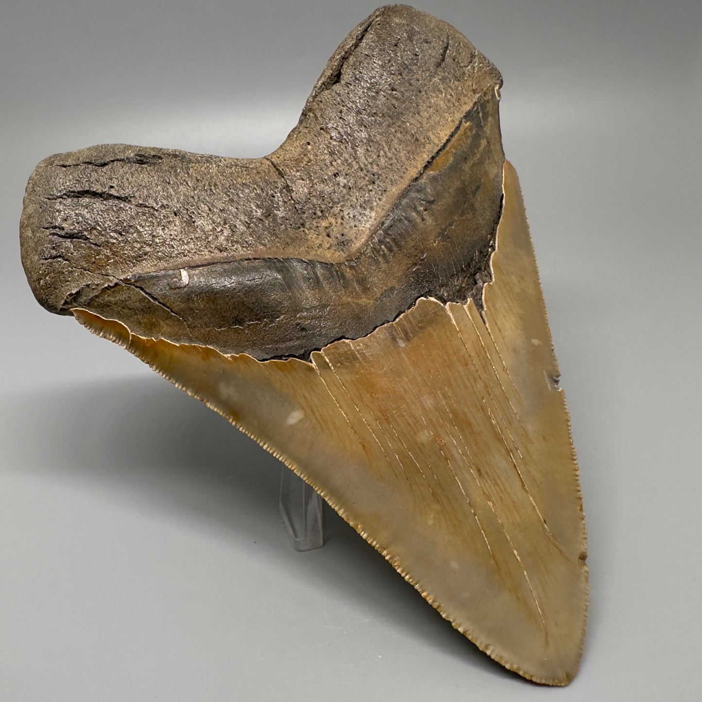 Colorful, serrated 5.65" Fossil Megalodon Tooth - Wilmington North Carolina