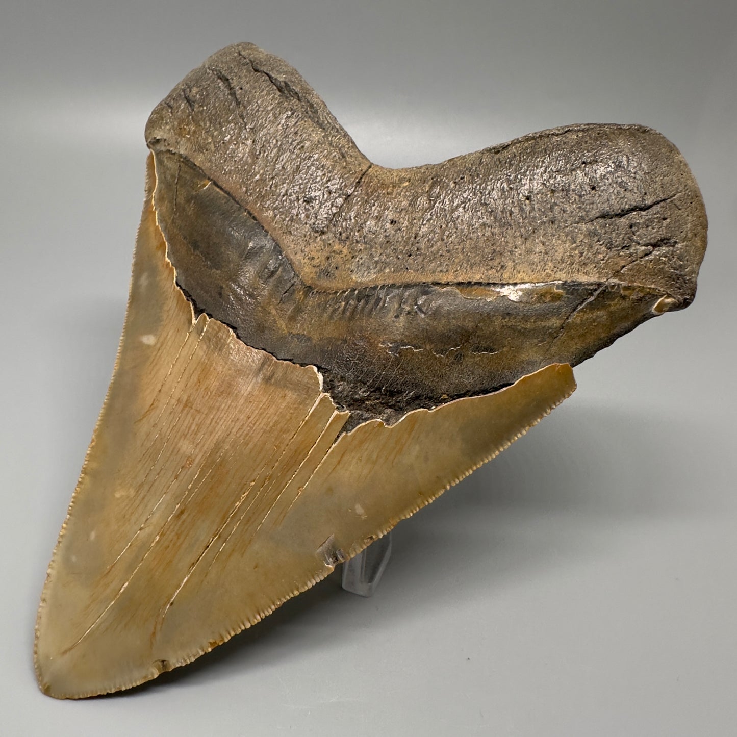 Colorful, serrated 5.65" Fossil Megalodon Tooth - Wilmington North Carolina