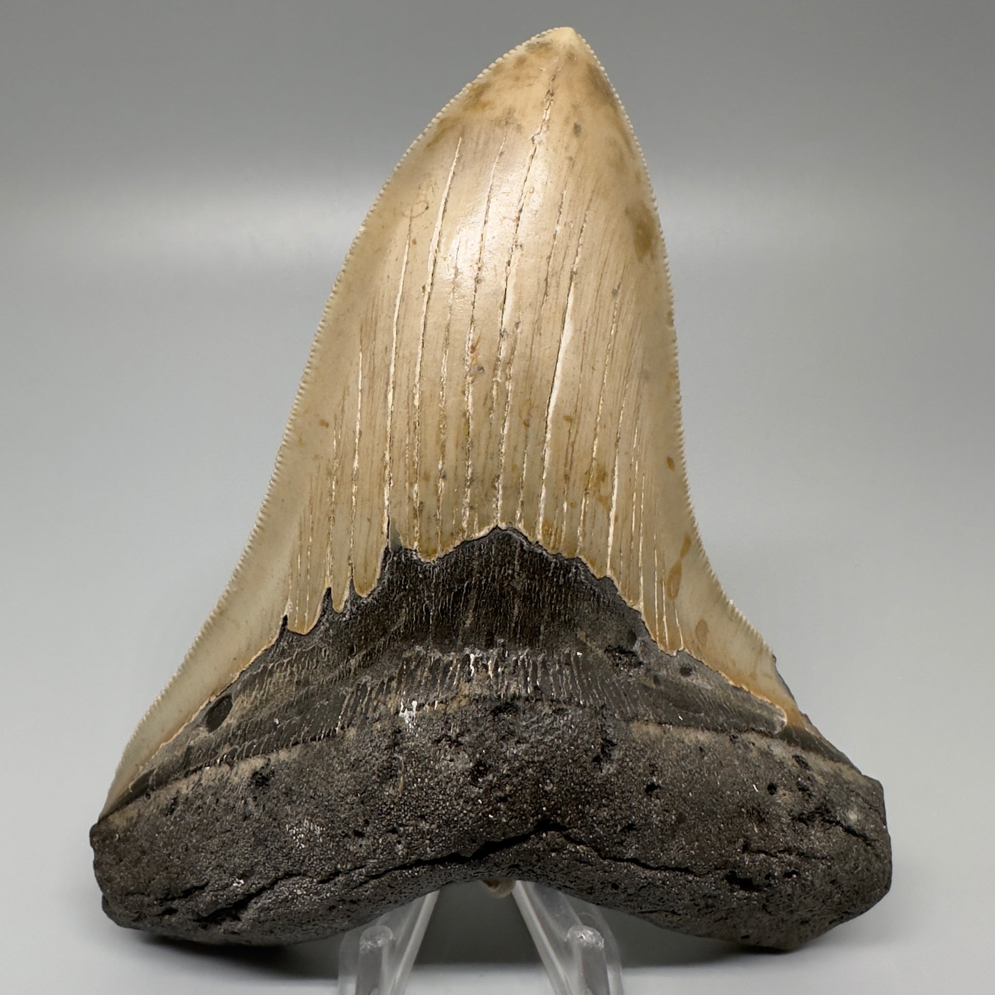 Colorful, serrated 5.17" Fossil Megalodon Tooth - Wilmington North Carolina CM329 - Front