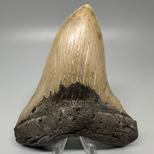 Colorful, serrated 5.17" Fossil Megalodon Tooth - Wilmington North Carolina CM329 - Front