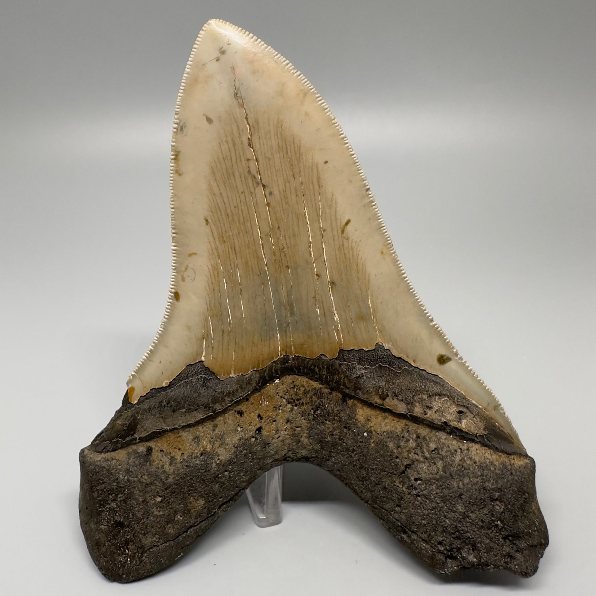 Colorful, serrated 5.17" Fossil Megalodon Tooth - Wilmington North Carolina CM329 - Back