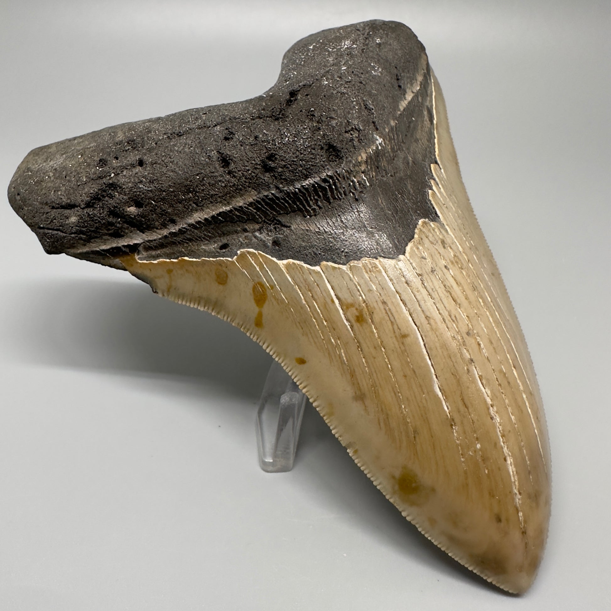 Colorful, serrated 5.17" Fossil Megalodon Tooth - Wilmington North Carolina CM329 - Front Left