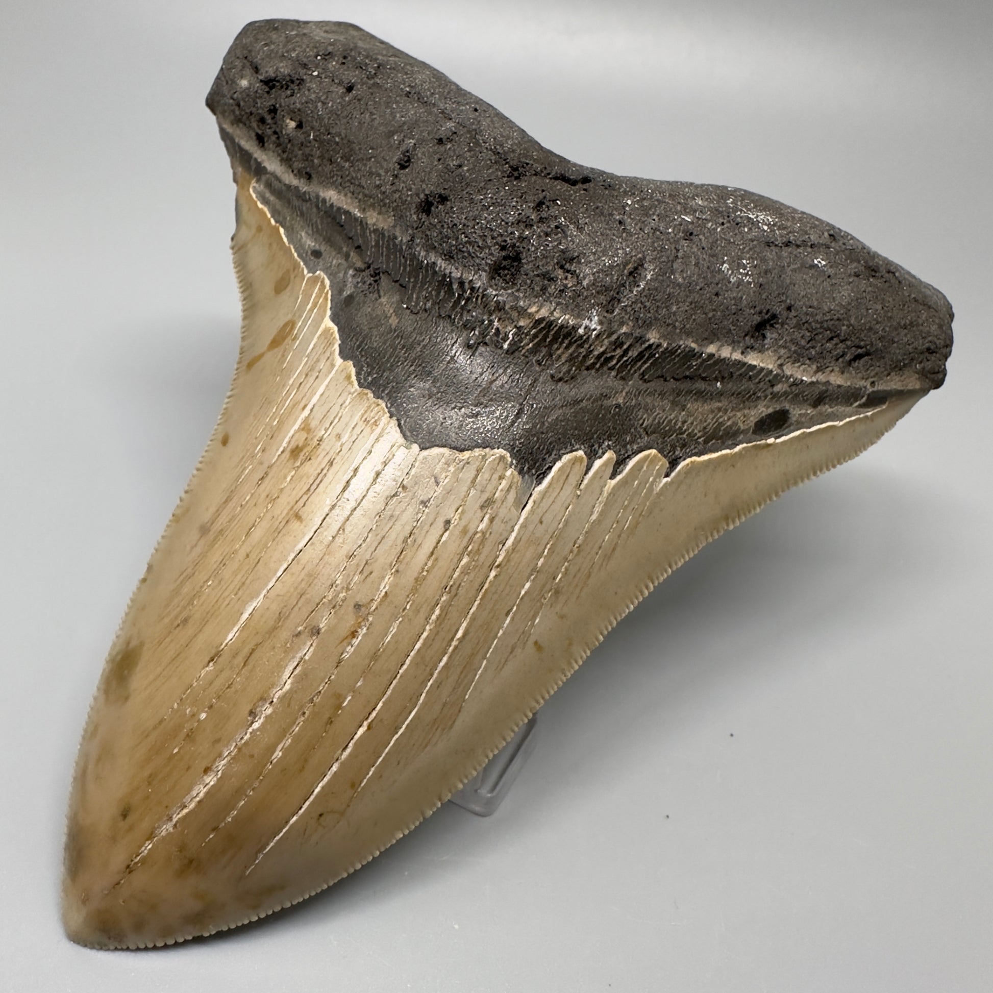 Colorful, serrated 5.17" Fossil Megalodon Tooth - Wilmington North Carolina CM329 - Front Right