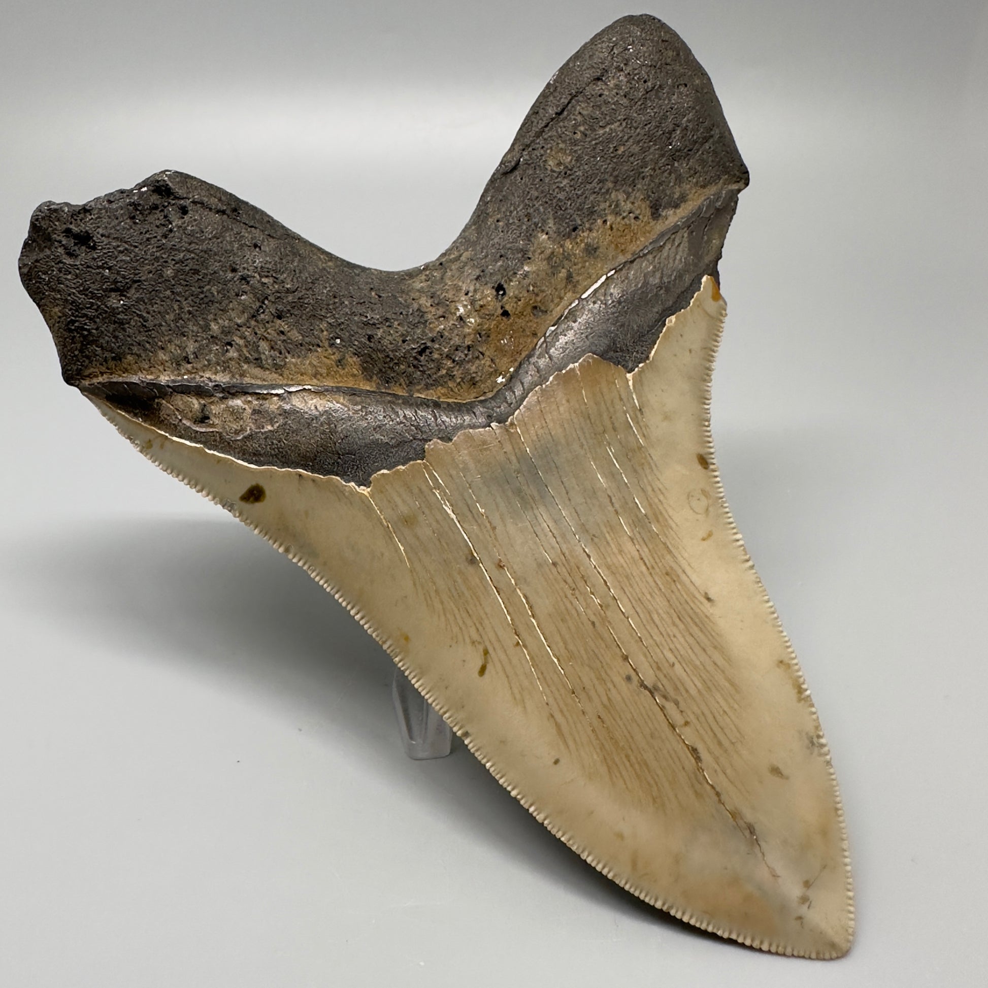 Colorful, serrated 5.17" Fossil Megalodon Tooth - Wilmington North Carolina CM329 - Back Left