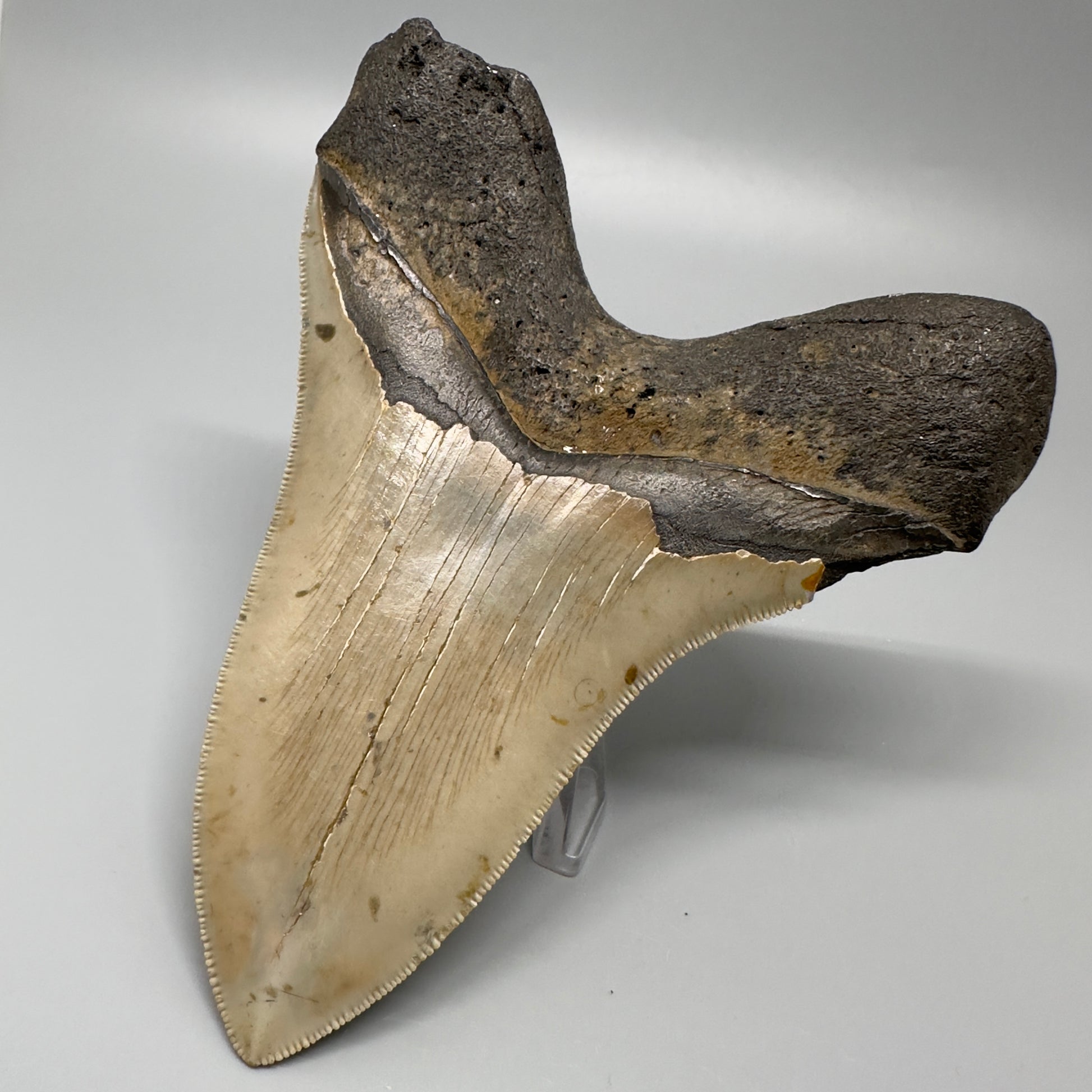Colorful, serrated 5.17" Fossil Megalodon Tooth - Wilmington North Carolina CM329 - Back Right