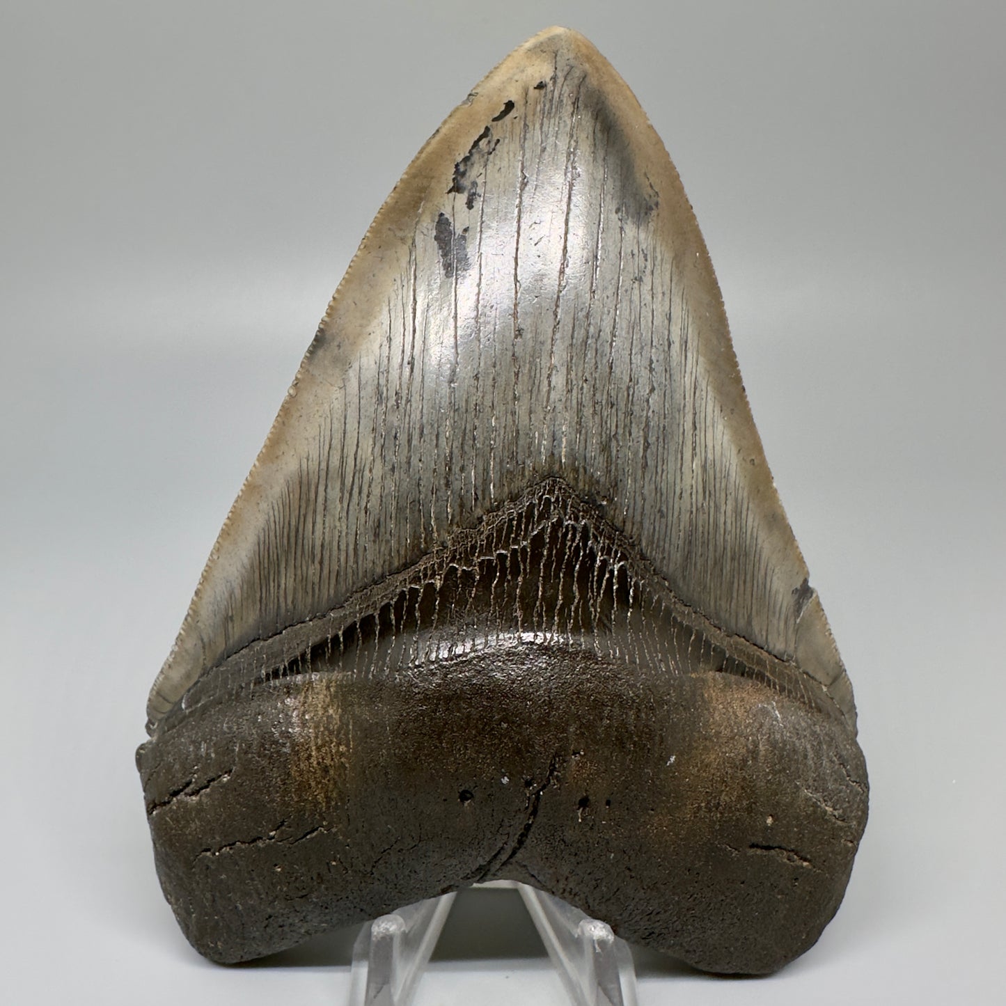 Gorgeous, colorful 5.12" Fossil Megalodon Tooth - South Carolina CM5072 - Front